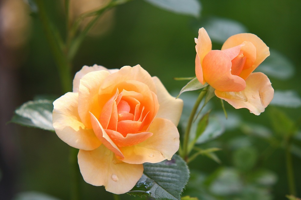 Das Deutsche Rosarium umfasst eine Rosensammlung von rund 2.600 verschiedenen Sorten und Arten